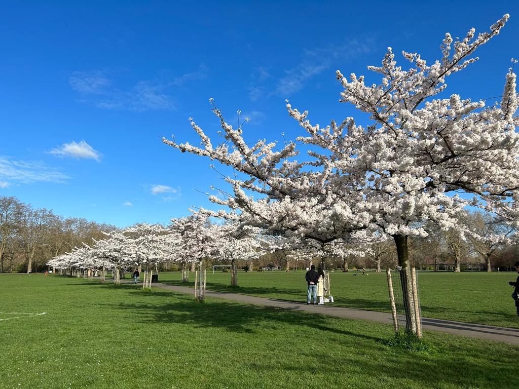 Battersea Park, cherry blossom