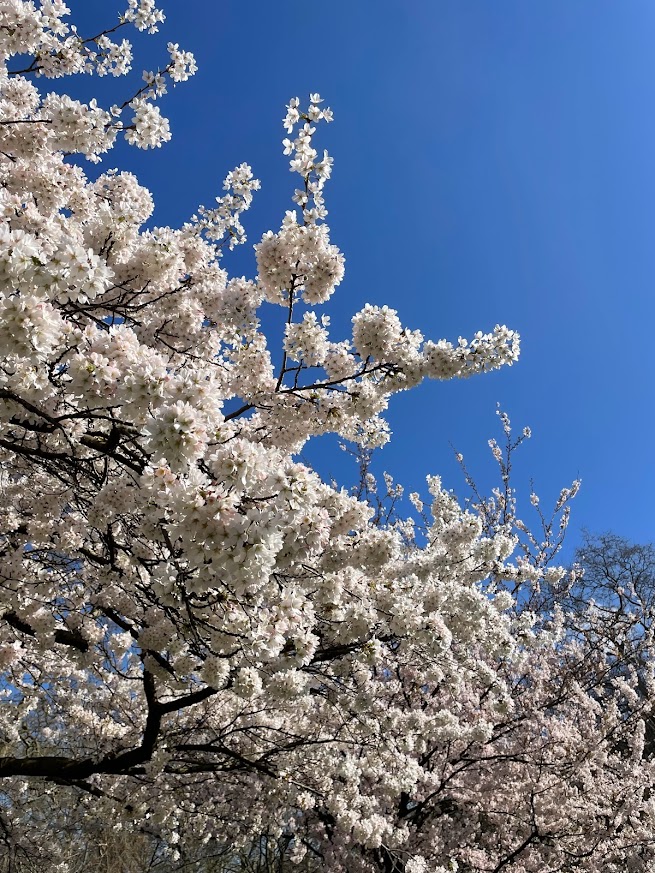 cherry blossom in london