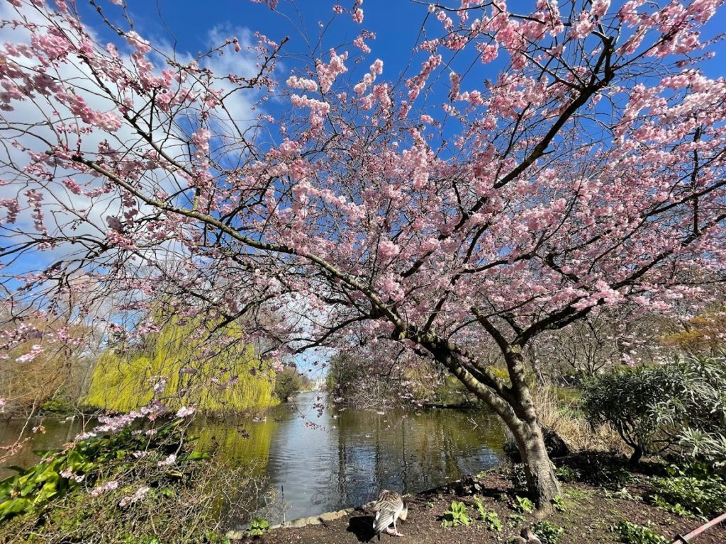 St James’s Park cherry blossom 聖詹士公園櫻花