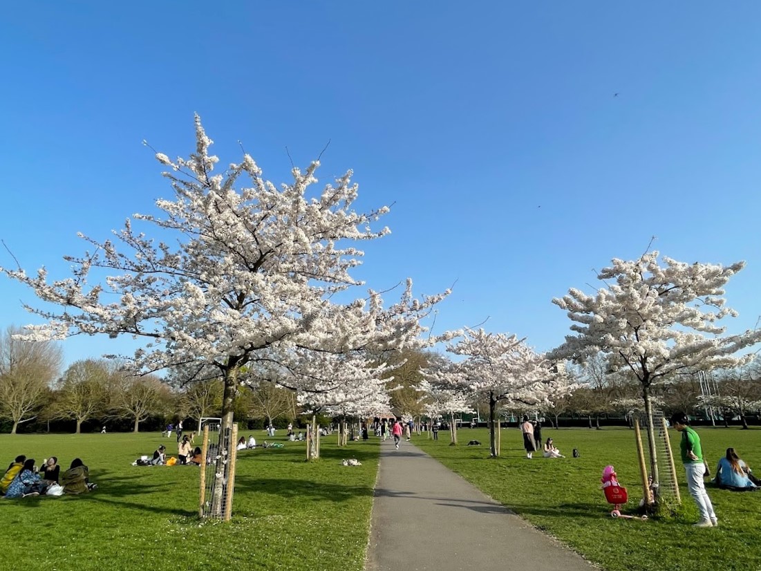 Battersea Park cherry blossom櫻花