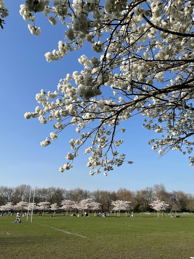 Battersea Park cherry blossom櫻花