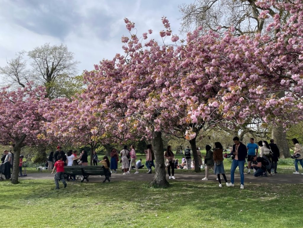 Greenwich Park 倫敦櫻花