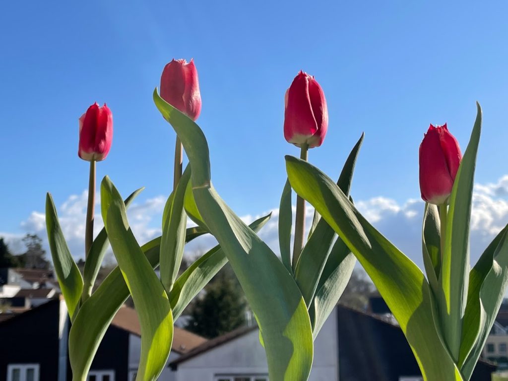 tulip