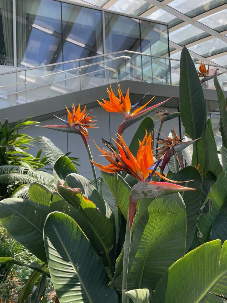 London Sky Garden倫敦空中花園